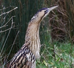 Bittern