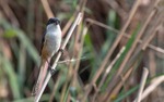 Long-tailed Shrike