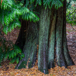 Batsford - 12