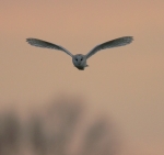 Barn Owl