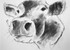 "cow study"