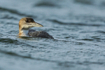 Great Northern Diver at Farmoor Reservoir