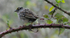 Golden-crowned Sparrow on blackberry