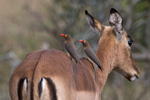 Red-billed Oxpecker portfolio