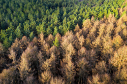 Larch divide