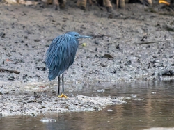 Black Heron