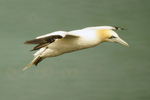 Gannet - RSPB Bempton Cliffs