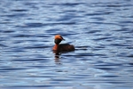 Slavonian Grebe