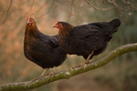 Tree Climbing Chickens
