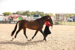 Class 26 IH Foreign Breeds -Part bred portfolio