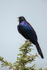 Ruppells Long-tailed Starling
