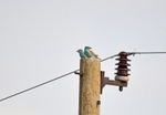 European Rollers
