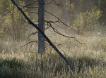 Rising Mist #1