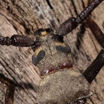 Long-horned beetle (Aegosoma scabricorne)