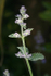 Green Plant _ FL004