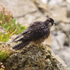 Peregrine (juvenile) ruffling its feathers