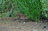 Spotted Crake