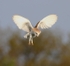 Barn Owl