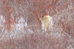 Polar Bear paw above willow, Churchill, Canada
