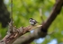 Pied Flycatcher