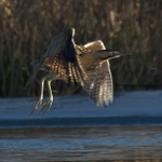 Bittern cranking up after lift off at Otmoor