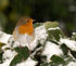 Robin