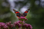 Butterfly at Mount Usher Gardens