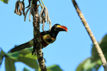 Fiery-billed Aracari front view, Costa Rica