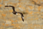 Flying Brown Skua carrying egg, Steeple Jason, Falklands