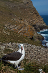 Black-browed Albatross