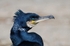 Cormorant