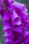 Flower - 0403