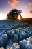 Lone Tree at sunset, Soutersacales, Yorkshire Dales.   ref 5166