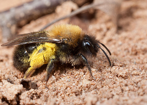 [i]Andrena clarkella[/i] female returning to the nest burrow with a full pollen load.
