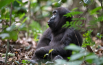 Baby gorilla three years old