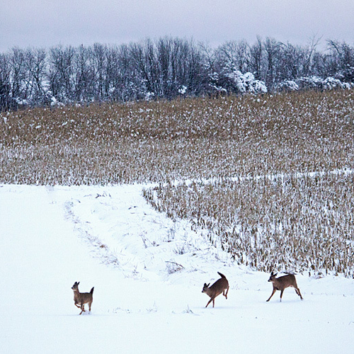 White-tailed deer dash through a corn field near Sussex, New Brunswick