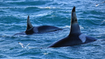 Two Orca fins, Snæfellsnes peninsula, Iceland