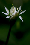 Ramsons