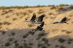 Sandhill Cranes arriving at roost, Bosque del Apache, New Mexico