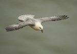 Fulmar