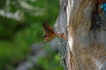 Red Squirrel