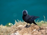 Jackdaw
