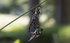 Golden ringed dragonflies, Isle of Mull, Scotland