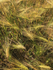 01 Breezes in the barley