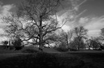 Old Trees at Herringston