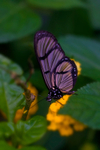 Butterfly - 0175