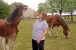 Rachel's Horses 1