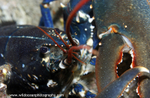 UML022: Lobster