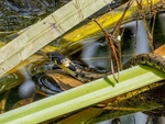Grass Snake