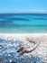 driftwood